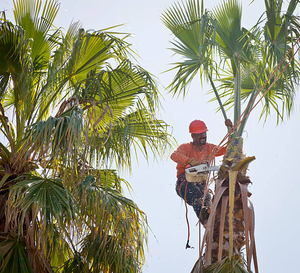 Best Tree Trimming Near Me  in Lake Elmo, MN